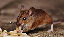 24 Hour & Emergency Exterminators in Lake City, FL